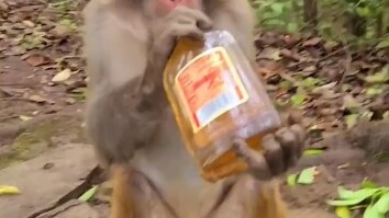 تعرف على الشاي الأحمر المثلج