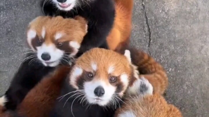 Cute, little panda!