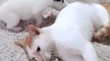 alagaan di kalabanin 😂