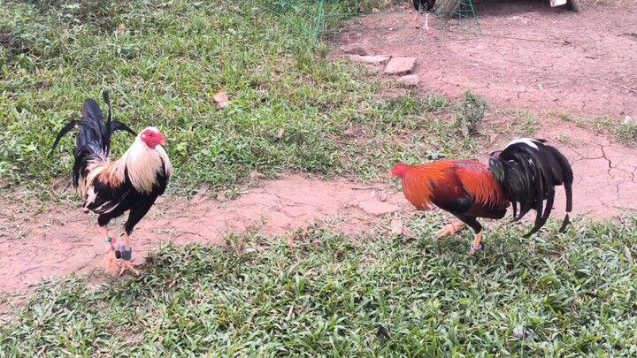 SPAR ng magugulang. (Sweater vs PSG)