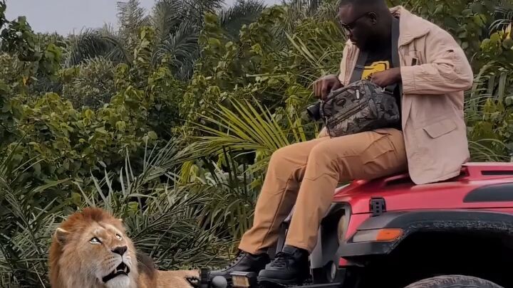 POV: Wildlife Adventure#funny#lions#comedy
