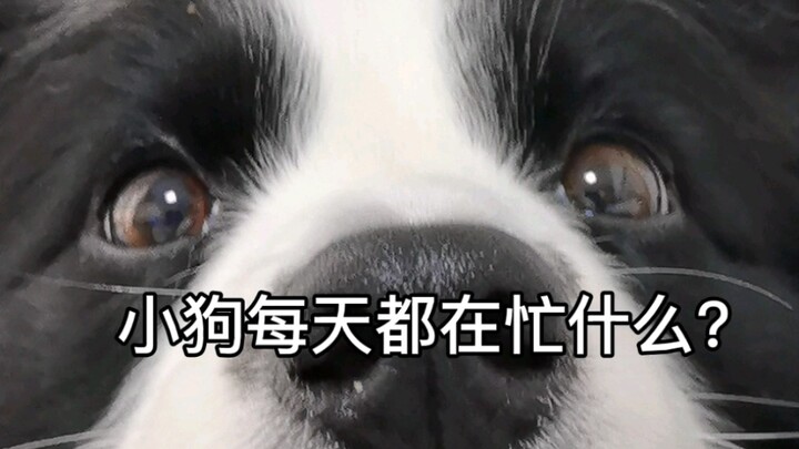 Anjing: Aku benar-benar sudah habis-habisan demi keluarga ini!