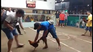 Win 1st fight at panabo Gallera