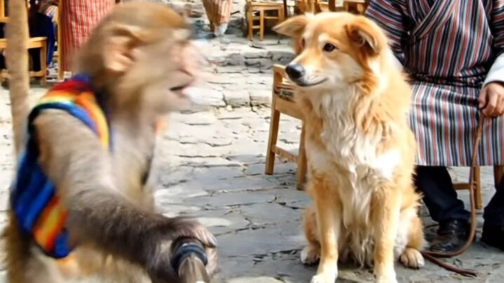 pet dog