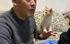 猫 头 鹰