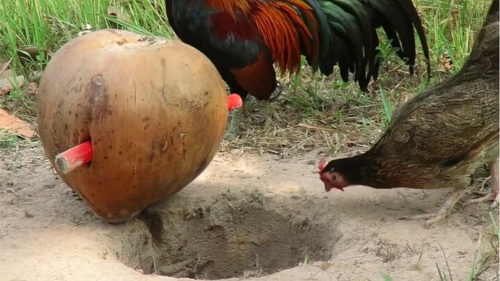 Cặp đôi hài hước thế giới lần này đã học được bài học rồi.