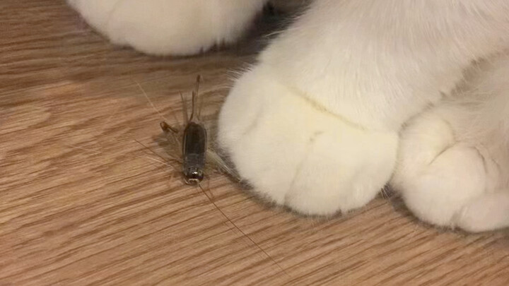 The little kitten really isn't afraid of bugs at all!