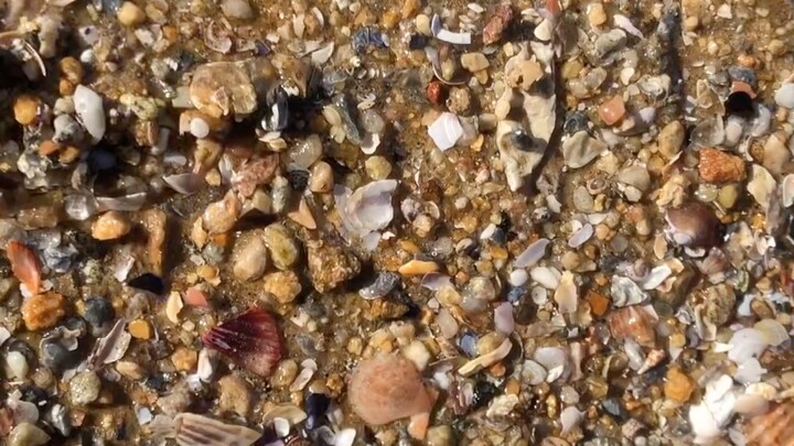 假装赶海，当你看太多赶海视频上瘾后