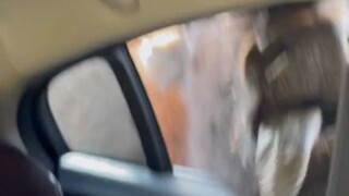 夫妻俩驾车逛野生动物园...这哪儿是投喂啊，这是智勇大冲关啊！