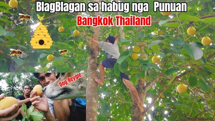 Sarap kumain ng prutas na pinaghirapang akyatin | Bangkok santol