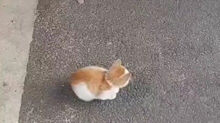 Dari kucing kecil yang awalnya kurang dari 1 kilogram menjadi kucing seberat 6 kilogram
