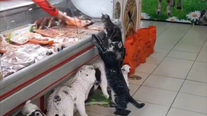 Cat: Boss, long time no see! I want the same thing as three years ago.