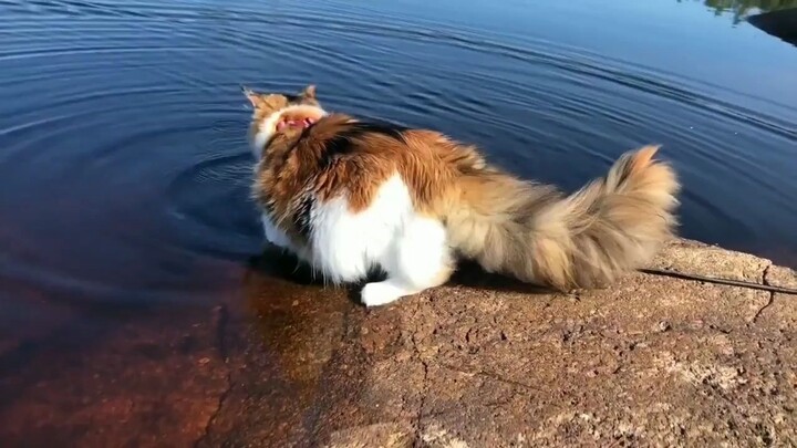 [Mèo Maine Coon] Cùng thử bơi nào