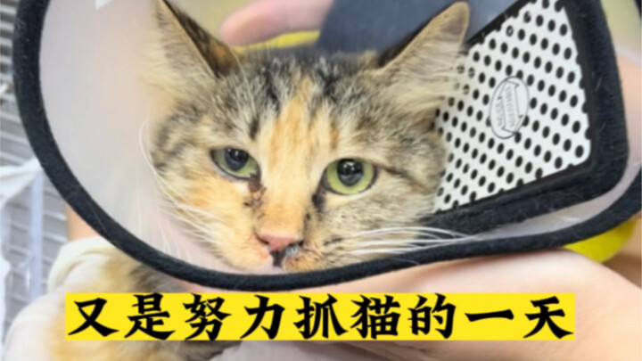 Lagi-lagi hari yang penuh usaha menangkap kucing