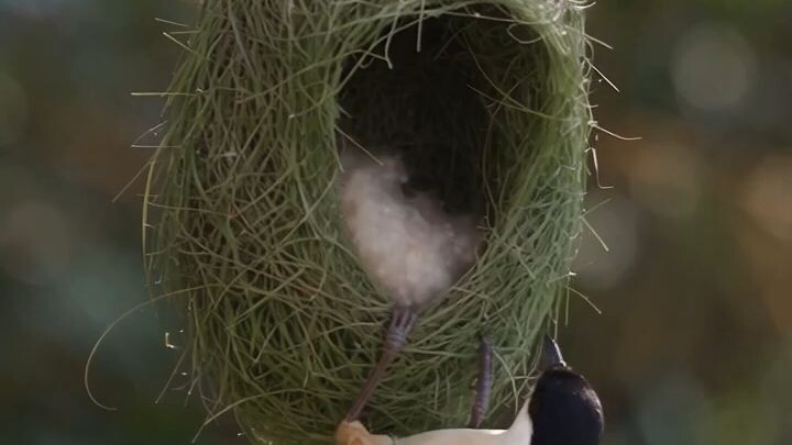BIRD'S NEW HOME
