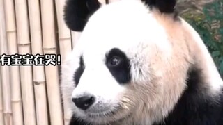 Aibao collapsed from sadness upon hearing a child crying