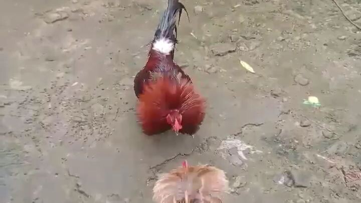 parehas balda kanan.