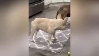 Thúi quắt xỉu luôn á :(( funnythucung thucungvuinhon dog chó_cưng