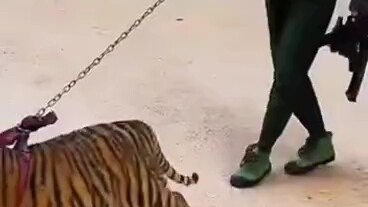 Ôi, cả một bầy hổ toàn là thú cưng, đến Tôn Ngộ Không cũng phải ngồi gõ bàn phím thôi!