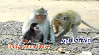 Wow New Janna Baby Brave Can Make April Scare Too Much,Top 1 Baby Monkey Janna Very Full Power