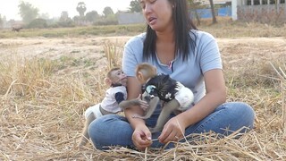 Leisure!! Adorable Monkey Maki With Baby Maku Go Out Side Very Happy Playing At Rice Field