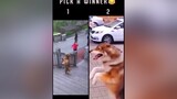 Choose your favourite dog😂🤣 Dont forget to follow the boss fyp foryou foryoupage viral dog dogsofttiktok doggo pet pets