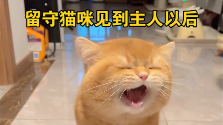 Left alone for half a month, the gas tank is about to explode! Cat: Hey! Can you hear my roar?      