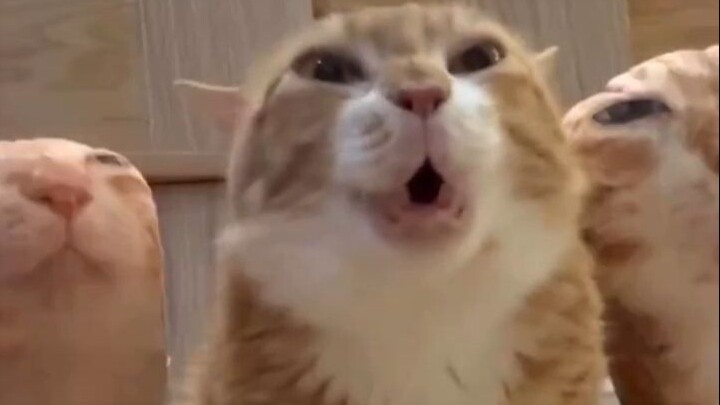 Kucing Gila