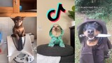 TikToks that bark - TikTok dog Compilation #5