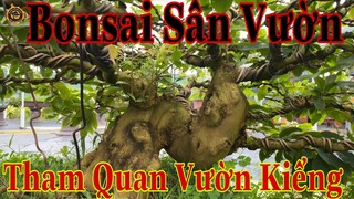 bonsai vương | tham quan vườn kiểng bonsai sân vườn | với 1 số tác phẩm đang tạo tác tại sân vườn