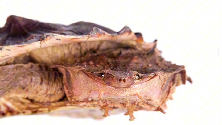 fakta unik kura-kura matamata