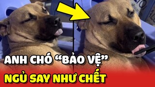 Bất lực với "ANH CHÓ" đi làm BẢO VỆ mà NGỦ SAY NHƯ CHẾT tại quán ăn 😂 | Yêu Lu