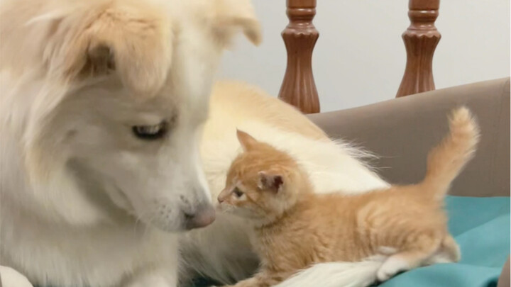 Bella: I will raise my own pet even if it means tears.