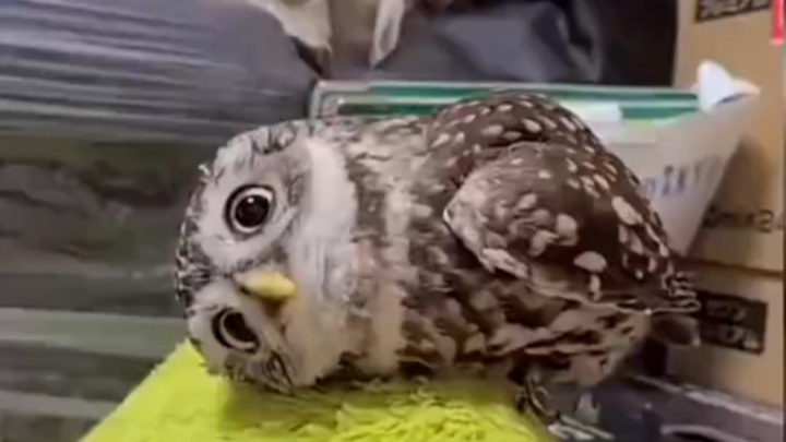 你管这叫猛禽？