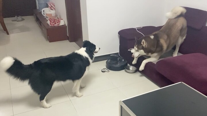 What would it look like if you slowed down a fight between two Huskies by a factor of ten?