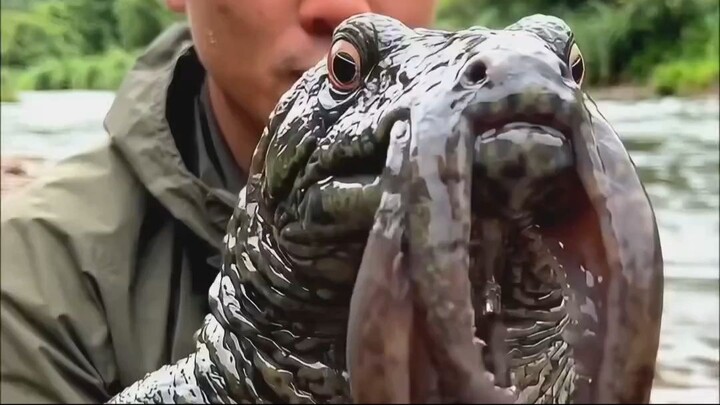 💪🏻🐘 Los 5 animales que parecieran tener poderes sensoriales.