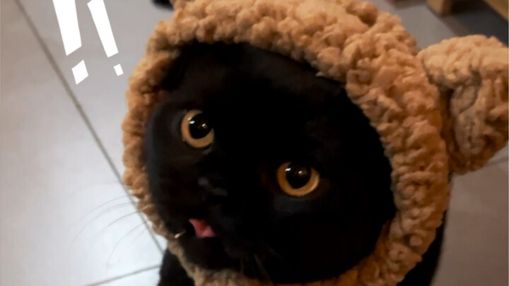 Aku sangat curiga: untuk bisa bersembunyi, kucing hitam harus diajari oleh seorang guru! Entah benar