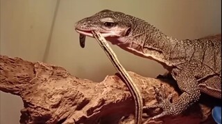 Biawak makan ular (Varanus jobiensis)