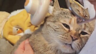 กวางตั๋งถูกคุณย่าหวีผมจนกลายเป็นแมวผอม