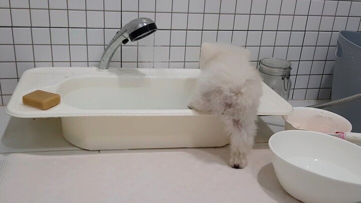 The dog ran to the bathroom to take a bath (Pomeranian photo obtained)