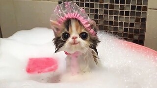 Try Not To Laugh Pets | Funny Cat Videos 2023 | Funniest Animal Videos #12