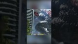 Kenapa Gerakan Godzilla di GxK sangat Lincah? #godzillaxkong #godzillanuklir