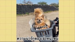 เพื่อนตัวน้อย สัตว์เลี้ยงแสนซน : ความน่ารักของเจ้าหน้าขน