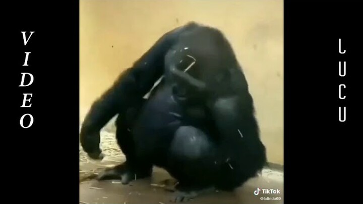 kumpulan video lucu😂😂ngakak gokilss