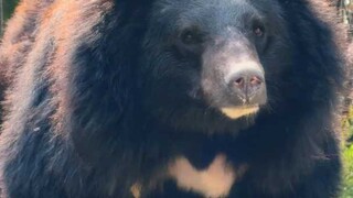 Share 9 kinds of bears, how many do you know?