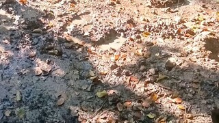 ลองปลุกเล่นๆ