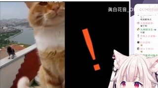 Japanese Lolita I understand why this cat is so big after watching Meow Star