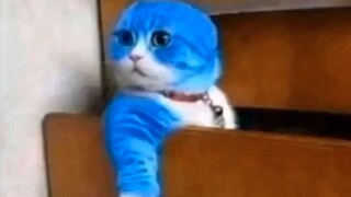 جوائز سوء سلوك القطط