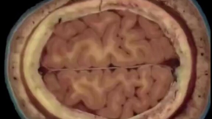 Visualized human body slices: 5,000 cross-sectional images amount to 15 GB of data.
