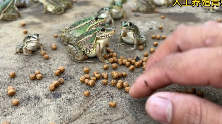 Begitu aku duduk, semuanya langsung berlari mendekat sambil menatapku penuh harap